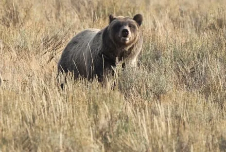 Trail Walker Injured by Wild Animal in National Park Air Lifted to Medical Facility